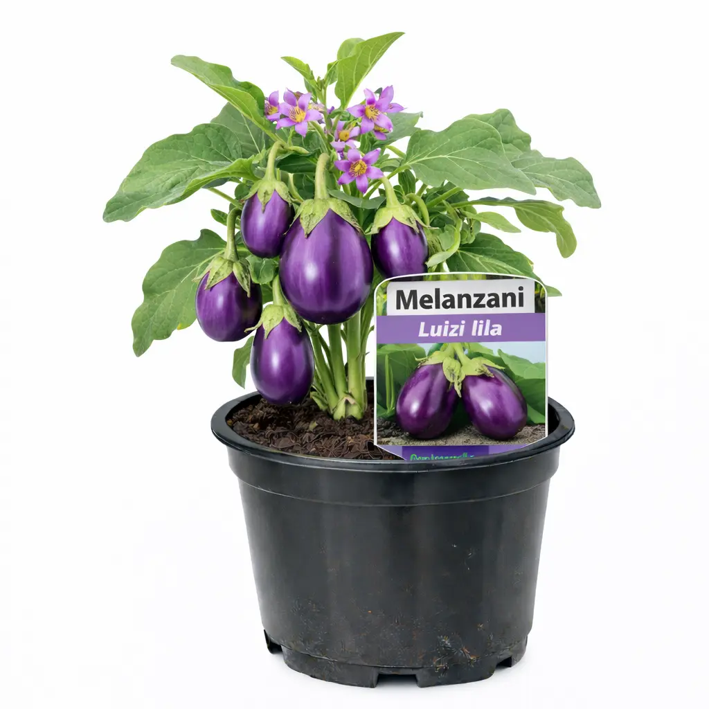 Melanzani Luiza (lila) (April)