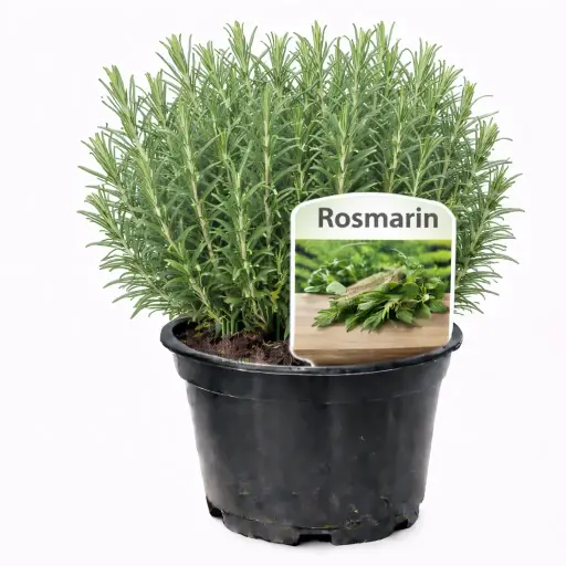 Rosmarin Rosmarin