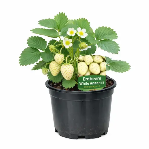 Erdbeeren White ananas (weiß)