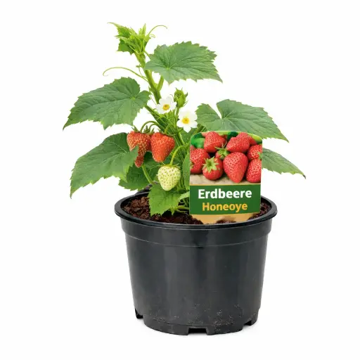 Erdbeeren Honeoye (früh)