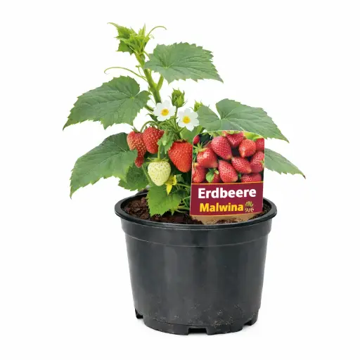 Erdbeeren Malwina (spät)