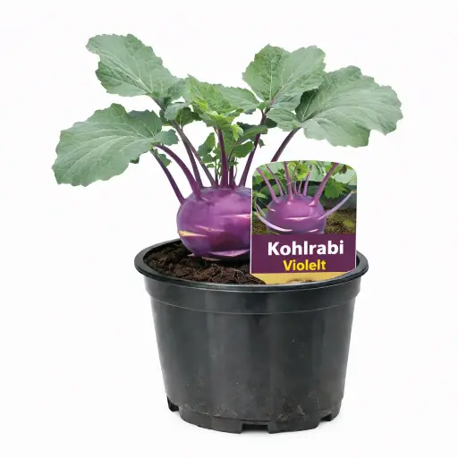 Kohlrabi Violett (März)