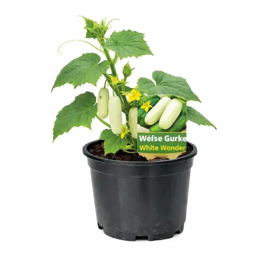  Weiße gurken (white wonder)