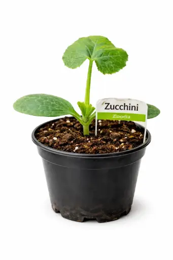 Zucchini Zuboda