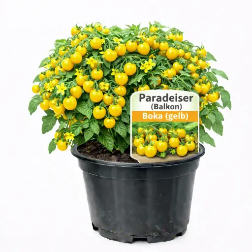 Paradeiser (Balkon) Boka (gelb)