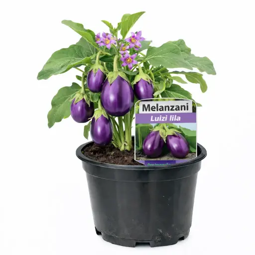 Melanzani Luiza (lila)